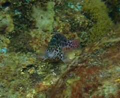 Cirrhitichthys oxycephalus