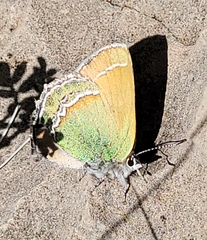 Callophrys mcfarlandi