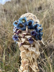Puya