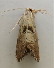 Glaucocharis harmonica