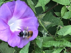 Xylocopa tabaniformis azteca