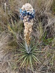 Puya