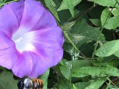 Xylocopa tabaniformis azteca