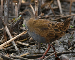 Pardirallus sanguinolentus