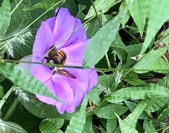 Xylocopa tabaniformis azteca