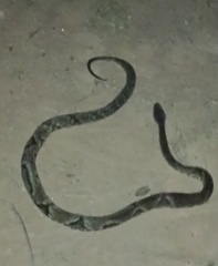 Bothrops jararaca
