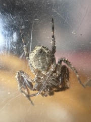 Stephanopis altifrons