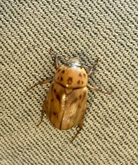 Cyclocephala lunulata
