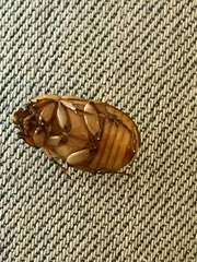 Cyclocephala lunulata