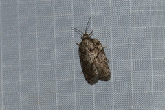 Acleris chalybeana