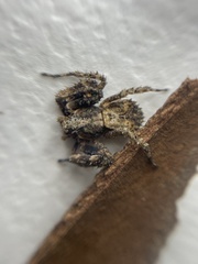 Stephanopis altifrons