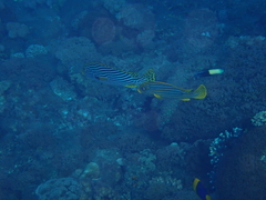 Plectorhinchus polytaenia
