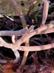 Jellyella tuberculata