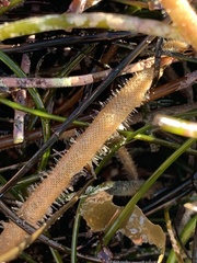 Jellyella tuberculata