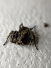 Stephanopis altifrons