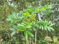Zanthoxylum rhoifolium