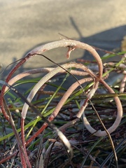 Jellyella tuberculata