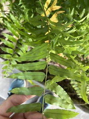 Nephrolepis biserrata