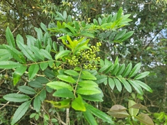 Zanthoxylum rhoifolium