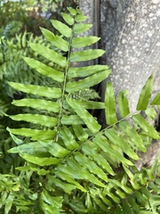 Nephrolepis biserrata