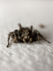 Stephanopis altifrons