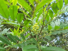 Zanthoxylum rhoifolium