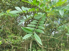 Zanthoxylum rhoifolium