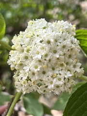 Sambucus peruviana