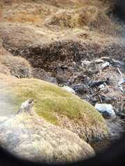 Cinclodes