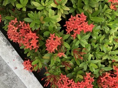 Ixora