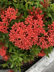Ixora
