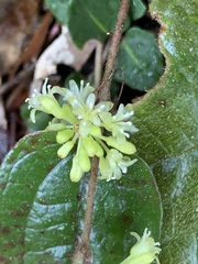 Smilax pumila