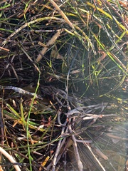 Sarcodiotheca
