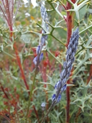 Comesperma calymega
