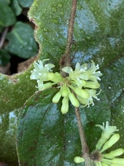 Smilax pumila