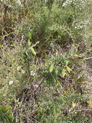 Bossiaea cinerea