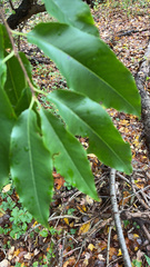 Prunus serotina