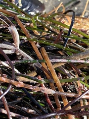 Sarcodiotheca