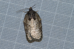 Acleris chalybeana