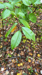 Prunus serotina