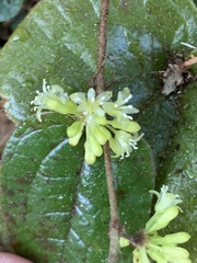 Smilax pumila