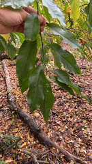 Prunus serotina