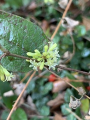 Smilax pumila