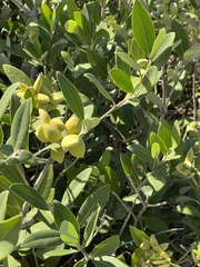 Avicennia germinans