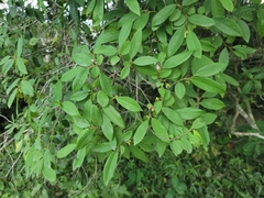 Annona emarginata
