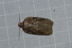 Acleris chalybeana