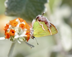 Chlorostrymon simaethis