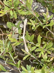Stenoptilia zophodactylus
