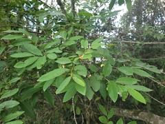 Annona emarginata
