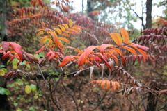 Rhus glabra